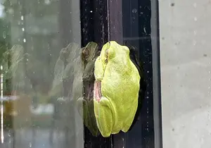 European Tree Frog