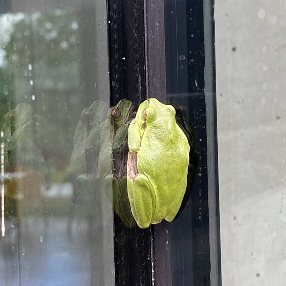 Tree Frog at Tierwelt Herberstein