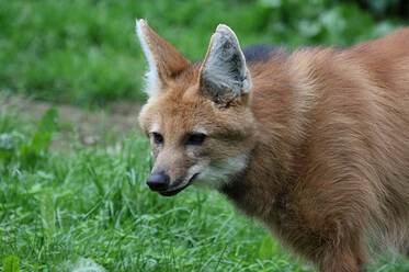 Maned Wolf at Herberstein Wildlife Park