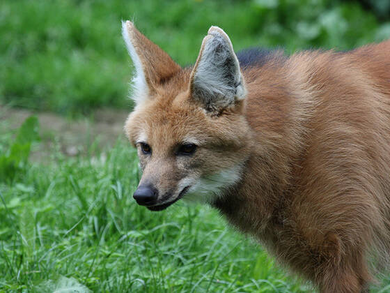Maned Wolf at Herberstein Wildlife Park