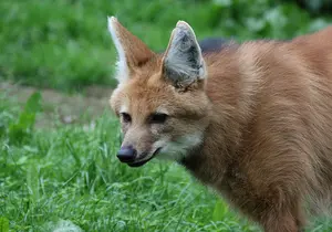 Maned Wolf in Styria