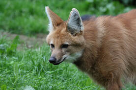 Maned Wolf at Herberstein Wildlife Park