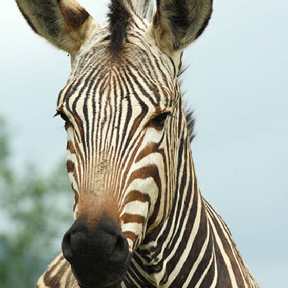 Zebra at the zoo in Styria