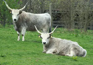 Hungarian Steppe Cattle