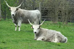 Hungarian Steppe Cattle