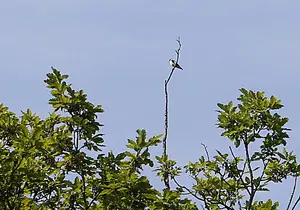 Collared Flycatcher