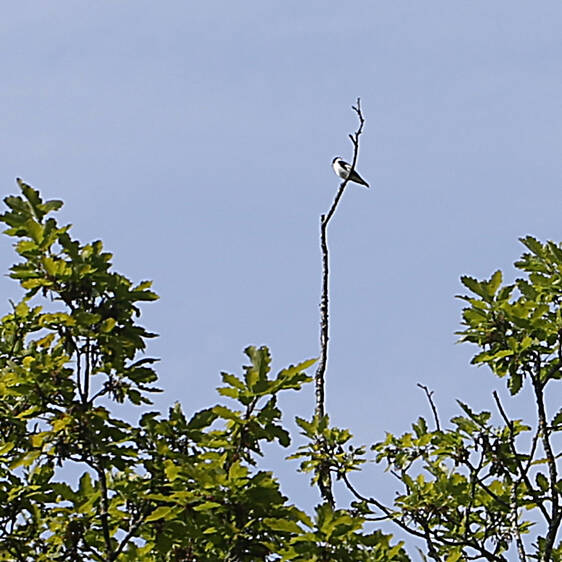 Collared Flycatcher at Tierwelt Herberstein