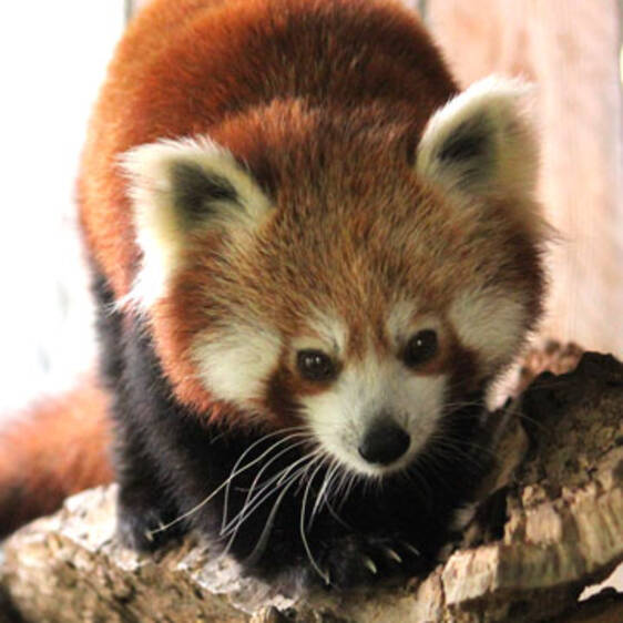 Red Panda