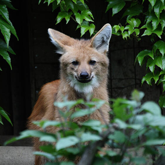 Maned Wolf in Styria