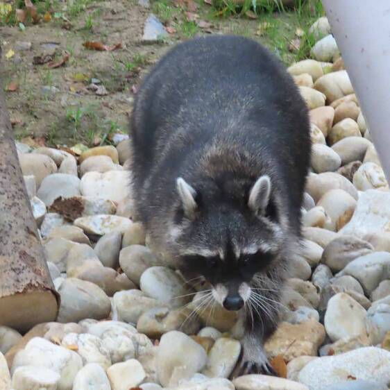 Raccoon in Styria