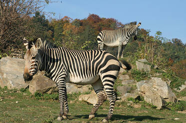 Mountain Zebra at Tierwelt Herberstein