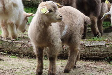 Baby Animals in Styria