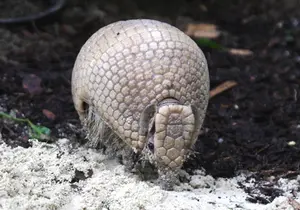 Ball-tailed armadillo in Styria