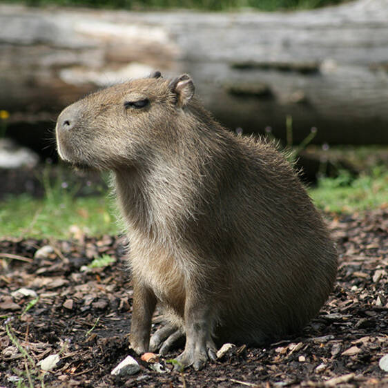 Capybaras in Styria