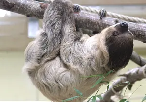 Two-toed sloth in Styria