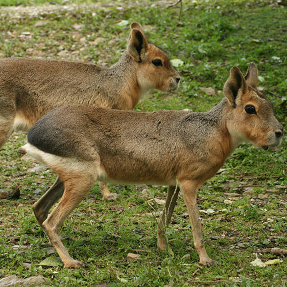 Mara at the Zoo in Styria