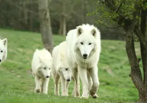 Arctic Wolf in Styria