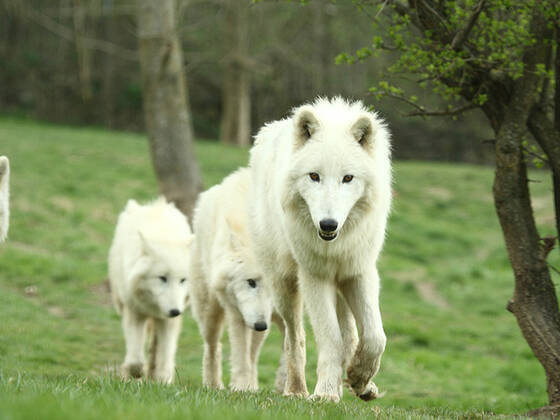 Arctic Wolf at Herberstein Wildlife Park