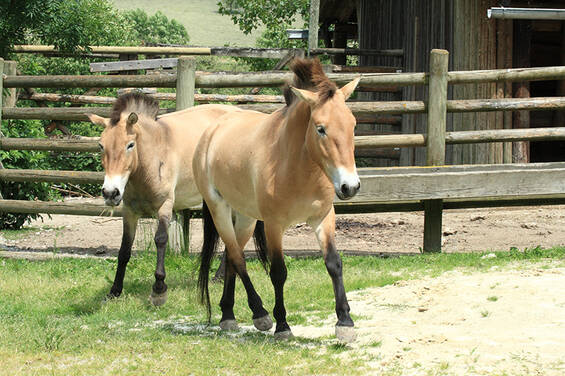 Przewalski's Horse at Tierwelt Herberstein