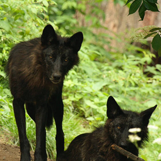 Timberwolf in Styria