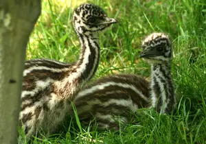 Emu, Continent: Australia