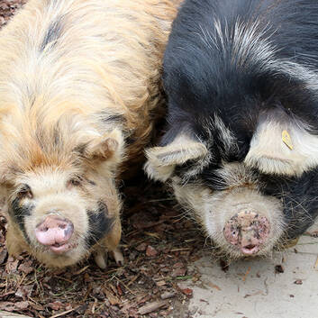 Kunekune Pigs