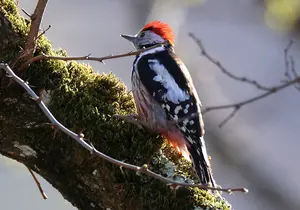 Middle Spotted Woodpecker