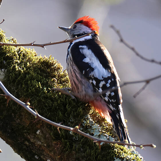 Middle Spotted Woodpecker at Tierwelt Herberstein