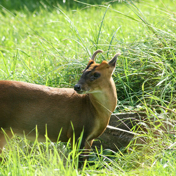 Chinese Muntjac