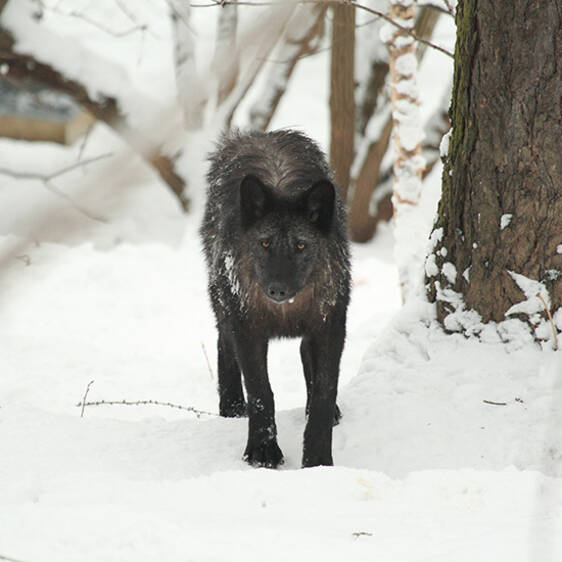 Timberwolf in Styria