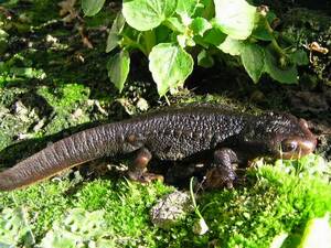 Crocodile at Herberstein Wildlife Park