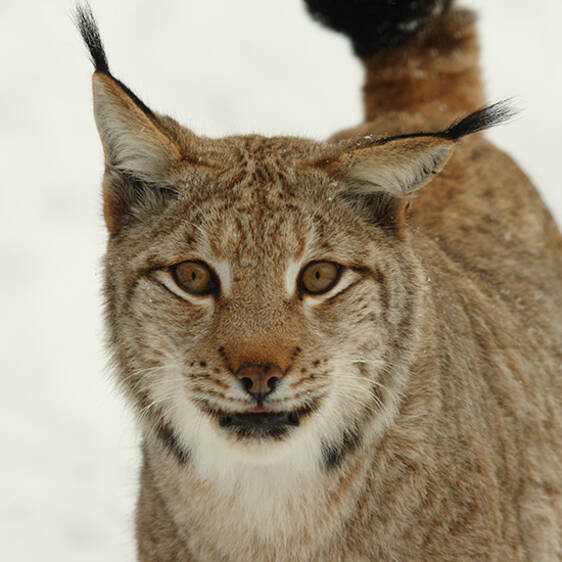 Eurasian lynx