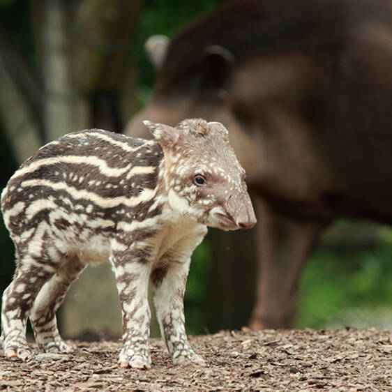 Lowland Tapir in Styria