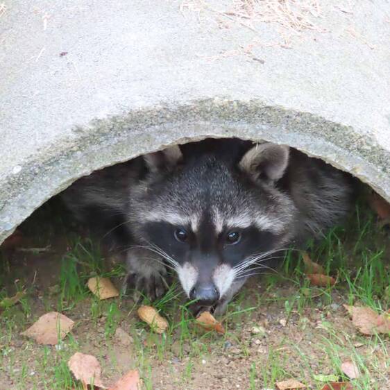 Raccoon in Styria