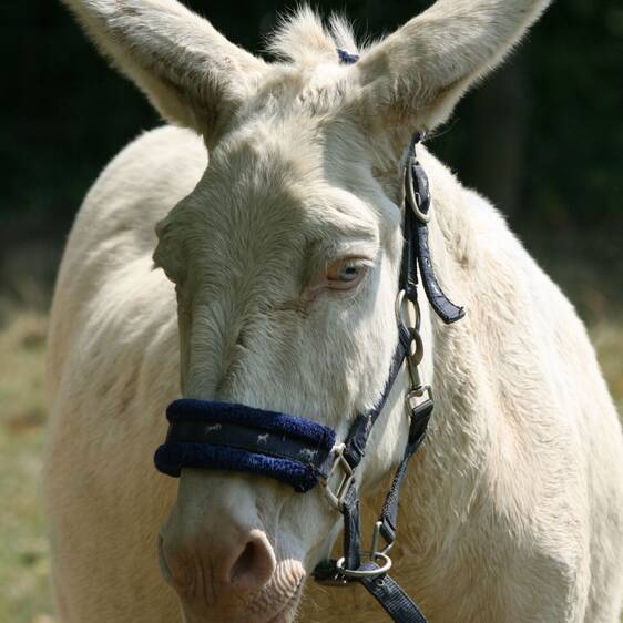 White Baroque donkey at the petting zoo