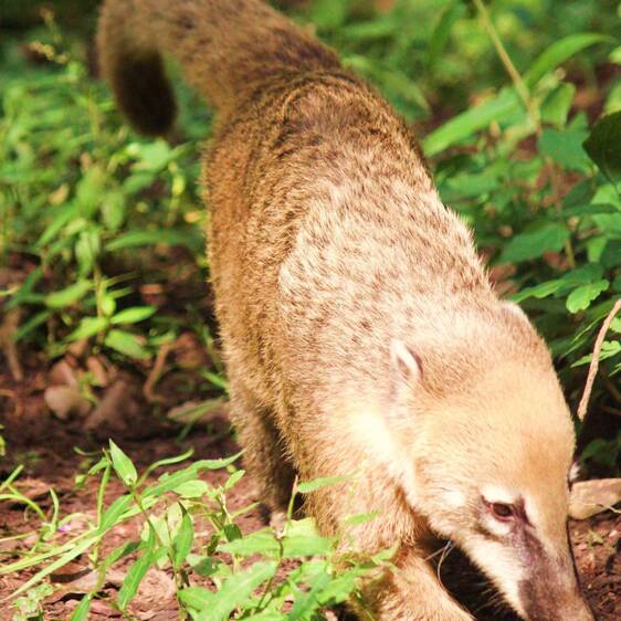 South American coati