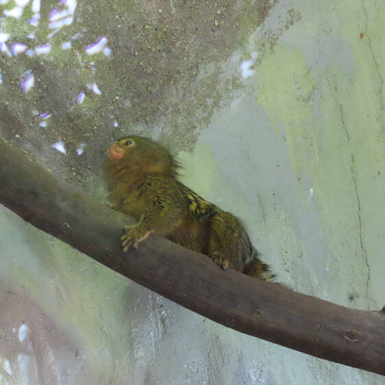Pygmy marmosets at Tierwelt Herberstein