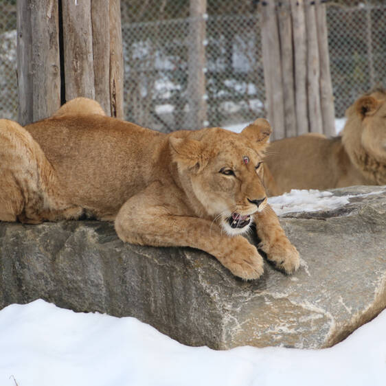 African Lion in Styria