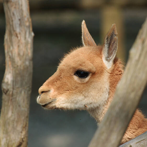 Vicuñas at the zoo in Styria