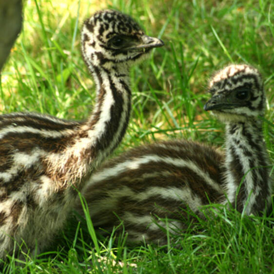Emu, Continent: Australia