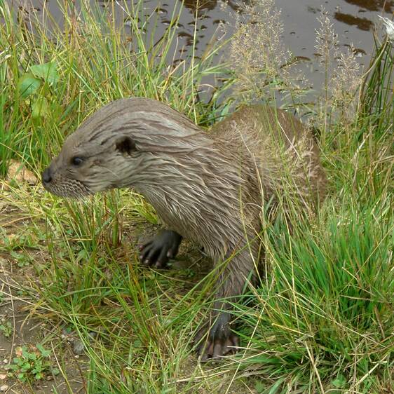 Otter at Tierwelt Herberstein (c) paulai | pixalio.de