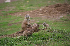 Prerie Dog Puppies
