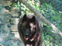 New Wolves at Herberstein Wildlife Park