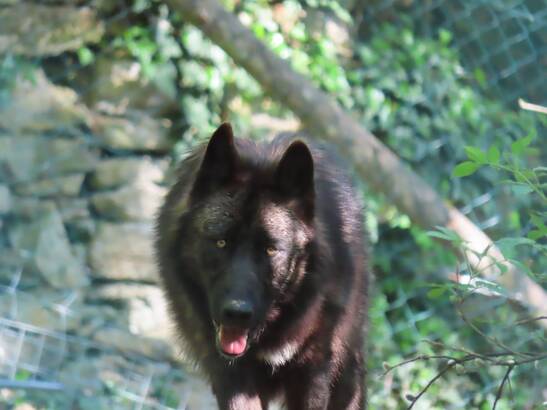 New Wolves at Herberstein Wildlife Park