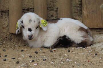 Baby Animals in Styria