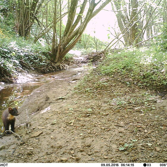 Pine Marten at Tierwelt Herberstein (c) Gernot Kunz