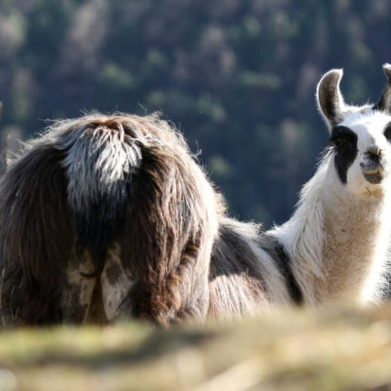 Llama at the zoo in Styria