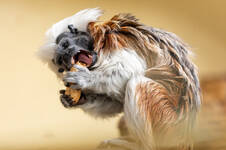 A Liszt monkey at the Herberstein Wildlife Park (c) Harry Schiffer A Liszt monkey at the Herberstein Wildlife Park (c) Harry Schiffer