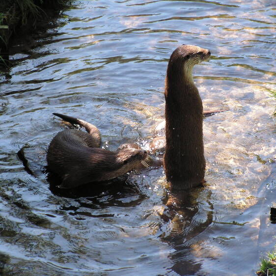 Otters at Tierwelt Herberstein (c) Linda Dahrmann | pixalio.de