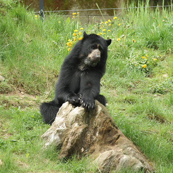 Spectacled Bear in Styria